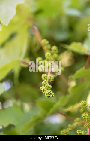 grape clusters on the vine Stock Photo