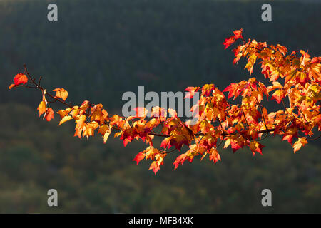 Sunlit maple leaves, Acadia National Park, Maine Stock Photo