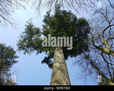 Pine tree on a woodland walk in early spring Stock Photo