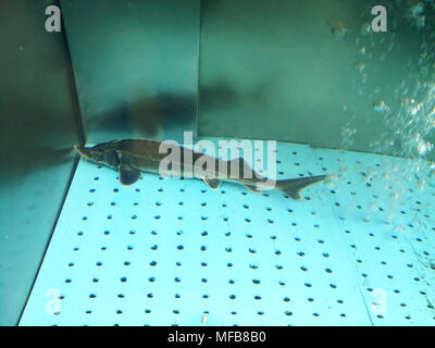 Fresh live fish sturgeon swims in the aquarium shop. Stock Photo