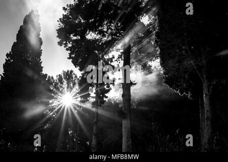 Sun rays coming magically through pine tree forest smoke with light diffraction. Black and white picture taken in Corfu, Greece during photographic travel Stock Photo