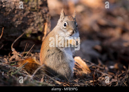MAYNOOTH, ONTARIO, CANADA - April 23, 2018: A red squirrel (Tamiasciurus hudsonicus), part of the Sciuridae family forages for food.  ( Ryan Carter )