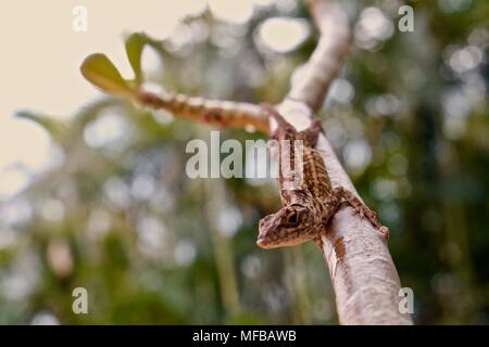 brown lizard on a green plant with palm trees in the background Stock Photo