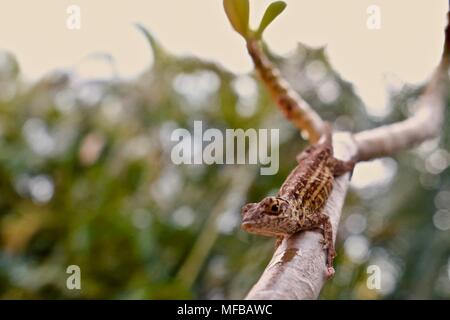 brown lizard on a green plant with palm trees in the background Stock Photo