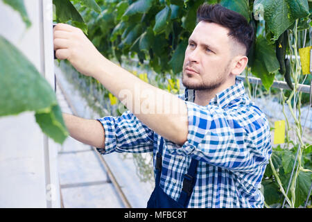 Worker Checking Systems in Greenhouse Stock Photo