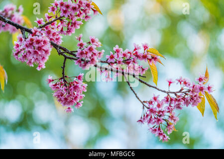 Pink wild himalayan cherry in national public park of Thailand Stock Photo