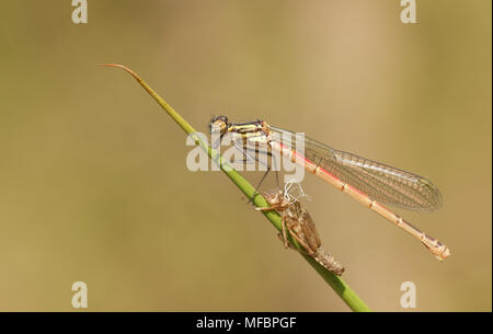 A freshly emerged immature Large Red Damselfly (Pyrrhosoma nymphula) perching on a reed with its exuvium. Stock Photo