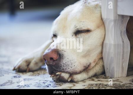 Dog sleeping on the carpet. Tired labrador retriever resting at home. Stock Photo