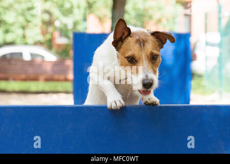 Dog jumping over hurdle at off-leash dog park during agility and obstacle course Stock Photo