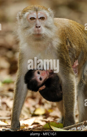LONG-TAILED MACAQUE Macaca fascicularis and young suckling Malaysia Stock Photo