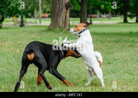Jack Russell Terrier dog playing with playful Doberman Pinscher puppy at park Stock Photo