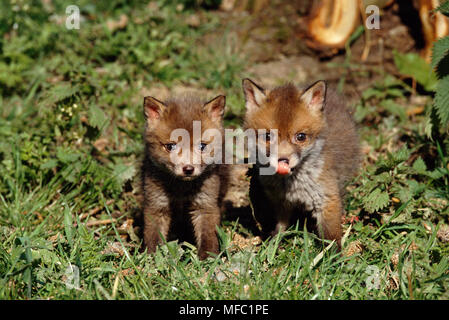 EUROPEAN RED FOX  Vulpes vulpes two cubs, sitting Stock Photo