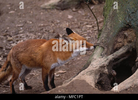 EUROPEAN RED FOX  Vulpes vulpes  checking scent in its territory Stock Photo