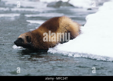 NORTH AMERICAN WOLVERINE    Gulo gulo luscus crossing river in winter  Bridger Mountains, Montana, NW USA Stock Photo
