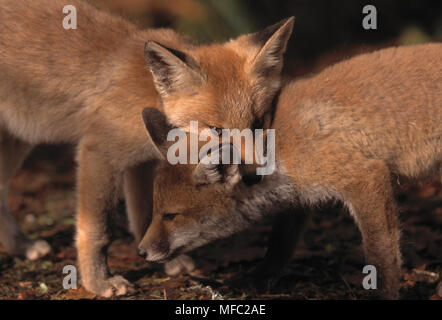 EUROPEAN RED FOX Vulpes vulpes two young playing, Ludshott Common SSSI, Hampshire, England. Stock Photo
