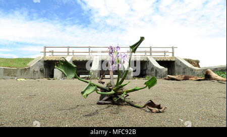 Abandoned Dry Dam located in Meulaboh west Aceh Indonesia Stock Photo