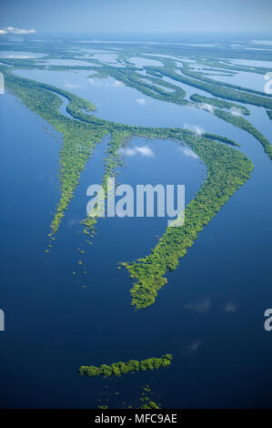 Flooded Forest, Anavilhanas Archipelago, Rio Negro, Amazon, Brazil 