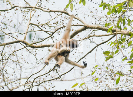 Western Hoolock Gibbon (Hoolock hoolock) female with young, Gibbon Wildlife Sanctuary, Assam, India, ENDANGERED Stock Photo