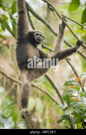 Western Hoolock Gibbon (Hoolock hoolock) Young female, Gibbon Wildlife Sanctuary, Assam, India, ENDANGERED Stock Photo