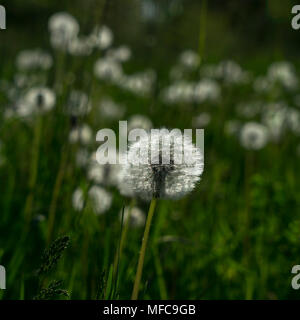 some common Dandelion flowers in the meadow at spring Stock Photo