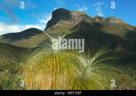 Grass Tree (Kingia australis)  Endemic to Western Australia, Stirling Ranges National Park, below Bluff Knoll in clearing storm Stock Photo