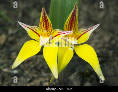 Cowslip Orchid or Butter Orchid (Caladenia flava) Kojonup Reserve, Western Australia  SEPTEMBER Stock Photo