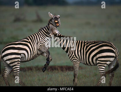 BURCHELL'S or PLAINS ZEBRA  Equus burchelli  two males fighting Masai Mara Natl Res,  Kenya, Africa Picture sequence: No.2 of 2 Stock Photo