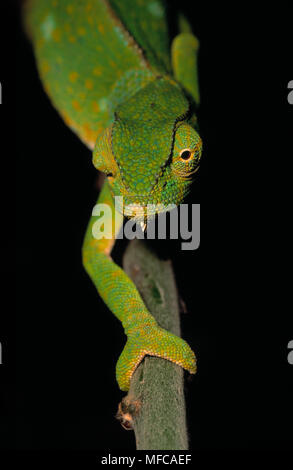 FLAP-NECK CHAMELEON      Chamaeleo dilepis  head & foreleg detail, Masai Mara National Reserve, Kenya, eastern Africa Stock Photo