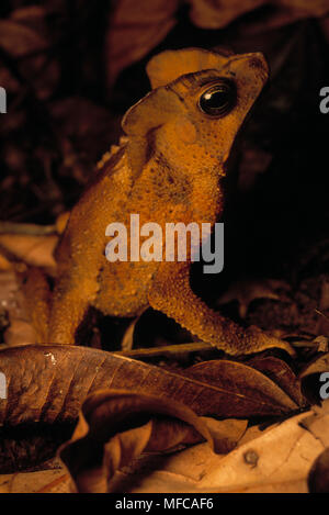 SOUTH AMERICAN COMMON TOAD   Bufo typhonius  camouflaged in leaflitter. Also called Crested Toad South eastern Peru, South America Stock Photo