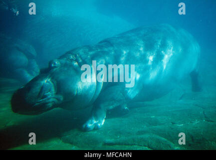 Hippopotamus (Hippopotamus amphibius) underwater, San Diego Zoo Stock