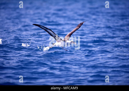 LAYSAN ALBATROSS  Diomedea immutabilis taking off from water. Midway Atoll, Hawaii, USA Stock Photo