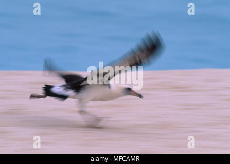 LAYSAN ALBATROSS   February      Diomedea immutabilis taking off from sand Midway Atoll,  North West Hawiian Islands, USA Stock Photo