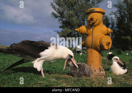 LAYSAN ALBATROSS feeding young  Diomedea immutabilis next to supply pipe junction. Midway Atoll, Hawaii, USA    February Stock Photo