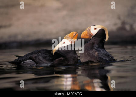 TUFTED PUFFIN two on water  Fratercula cirrhata Alaska, USA Probably renamed (Lunda cirrhata) Stock Photo