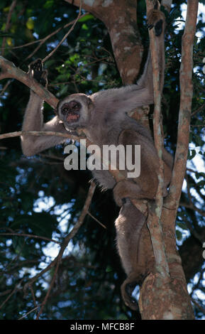 Wooly spider monkey Endangered animal specie Former latin name