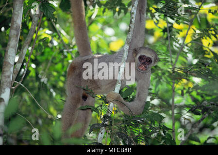 Wooly spider monkey Endangered animal specie Former latin name