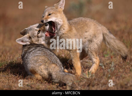 PATAGONIAN FOX  cubs playing  Dusicyon griseus  Torres del Paine Natl Pk, Chile Stock Photo