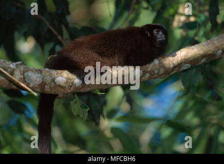 DUSKY TITI MONKEY       Callicebus moloch brunneus  Peruvian sub-species, resting Upper  waters of Rio Madre de Dios, SE Peru Stock Photo