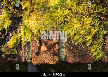 Crumbling old brick wall with moss growing on the upper surface in UK Stock Photo