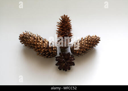 Conifer cones composition isolated on white background Stock Photo