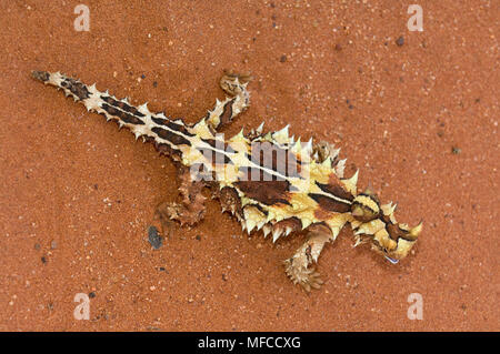 THORNY DEVIL LIZARD, Moloch horridus; Australia Stock Photo