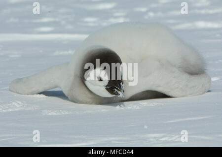 Emperor penguin eating snow Stock Photo - Alamy