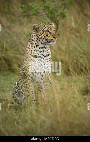 Leopard, Pantherus pardus; Masai Mara NP, Kenya Stock Photo