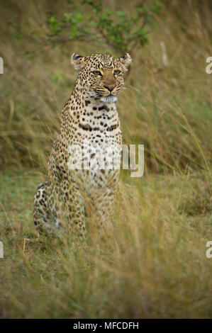 Leopard, Pantherus pardus; Masai Mara NP, Kenya Stock Photo