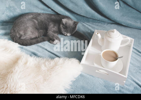 Hygge and cozy concept. British cute cat resting on cozy blue pled couch in home interior of living room. Breakfast at home. Cup of coffee on a servin Stock Photo