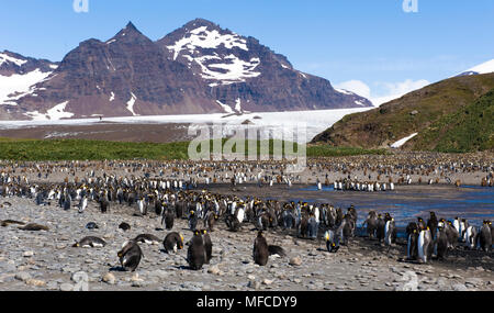 King penguin colony at Salisbury Plain, South Gerogia Stock Photo