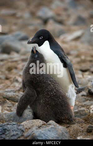 Adelie penguins  with chick begging for food, Pygosceilis adeliae; Paulet Island, Antarctica. Stock Photo