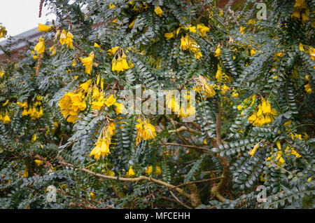 Yellow flowering Sophoro Sun King on a mature plant in UK Stock Photo