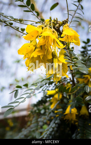 Yellow flowering Sophoro Sun King on a mature plant in UK Stock Photo