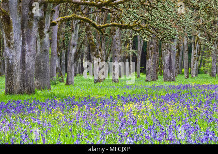 Meadow of Blue Camas wildflowers with oak tree forest Stock Photo